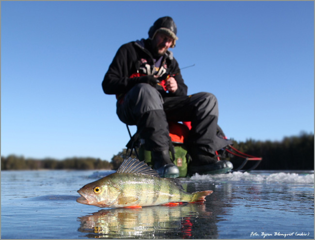 Up Ice Fishing Trout