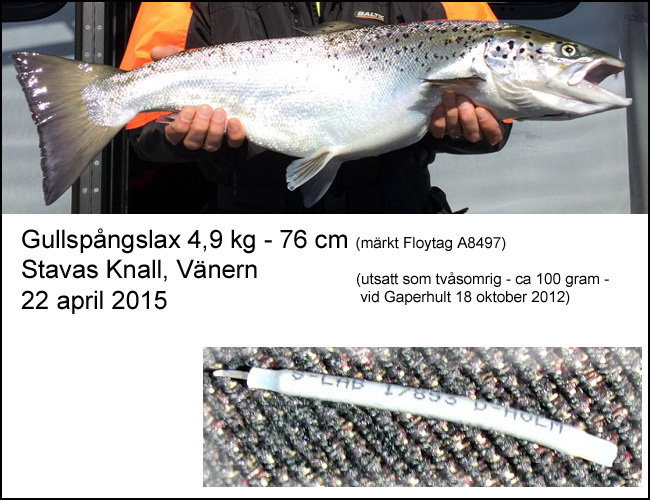 märkt vänerlax 22 april 2015 4.9 kg 76 cm utsatt gap 18 okt 2012