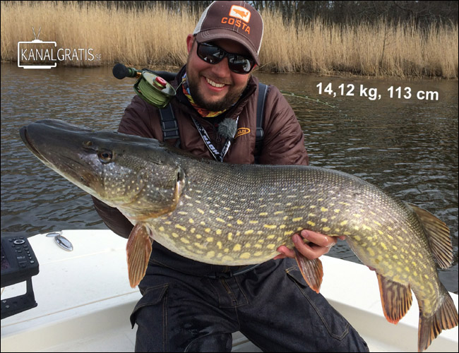 Niklaus Bauer gädda pike 14.12 kilo 113 cm  FLY TV - Pike Fly Fishing with Wiggle Tails april 2015