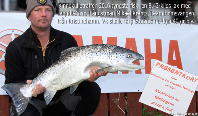 största fisk kinnekulleträffen 2016 gullspångslax 8430 gram 91 cm outdoor.se björn blomqvist