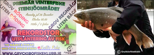 rekordroding-roding-10-12-kilo-isfiske-grycksbo-sportfiskeklubb-26-december-2016-vestlis-fiske
