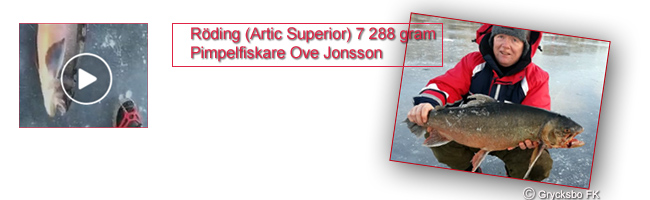 roding-7288-gram-artic-superior-ove-jonsson-stensjoomradet-grycksbo-sportfiskeklubb-put-and-take-vinterfiskepremiar-2016