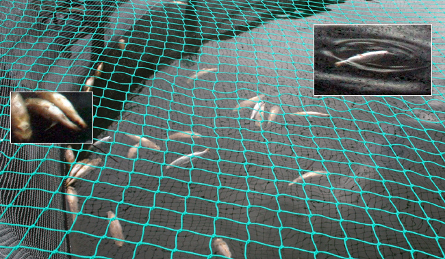 kassodling fiskdöd vänern regnbågsodling ugglebo ismete isfiske 2017
