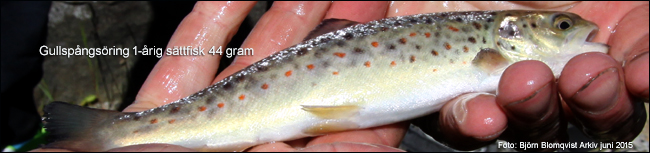 2 ettårig sättfisk gullspångsöring 44 gram gammelkroppa lax ab odling 2015