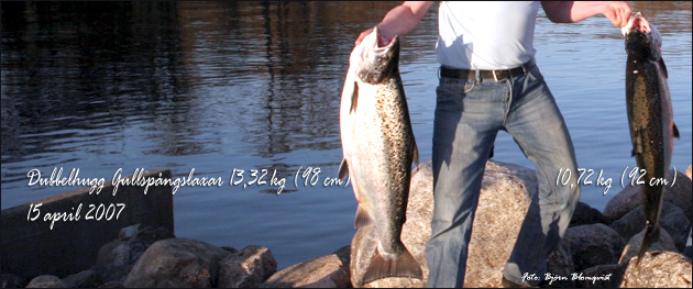 Dubbelhugg Gullspångslaxar 13,32 kg (98 cm) & 10,72 kg (92 cm) 15 april 2007 outdoor björn blomqvist trolling laxfiske