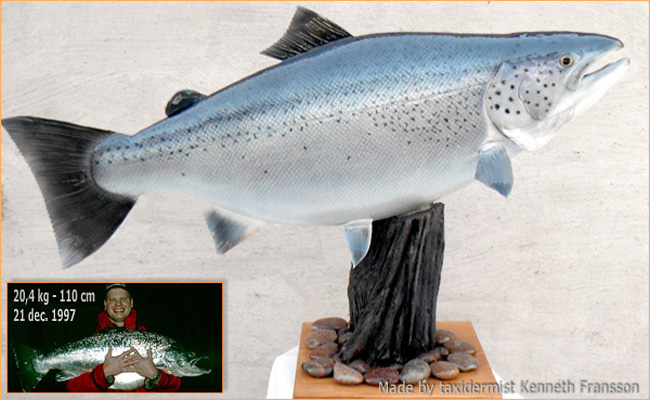 frigolit World-record-landlocked-atlantic-salmon-sweden1