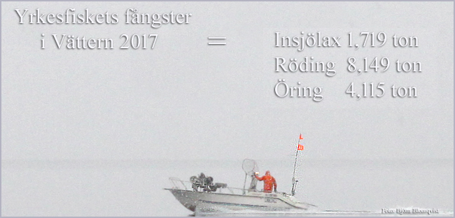 nätfiske-yrkesfiske-laxfisk-2017-lax-röding-öring-outdoor-björn-blomqvist-trolling-trollingfiske