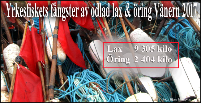 yrkesfiske-vänern-2017 -lax-öring-odlad-fisk-outdoor-björn-blomqvist