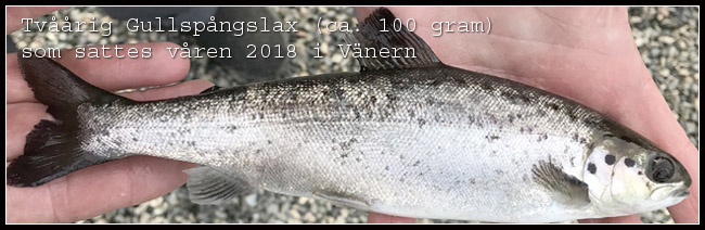 gullspångslax tvåårig smolt maj 2018 sattes i Vänern Sävenfors fiskodling