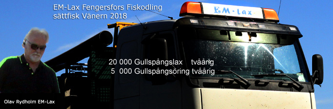 smolt-vänern-EM-lax-Fengersfors-fiskodling-2018-gullspångslax-gullspångsöring